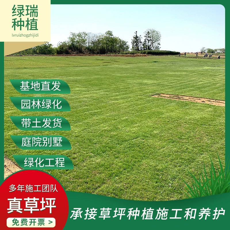 Китайская трава Zoysia с почвой Sod без косения сад настоящая трава газон протектор типа Сад Двор озеленение Sod