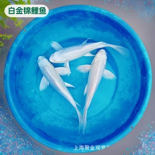 ��ˮ�^�p�~��ɫ�\���~��ɫ���w�׽��\������ؔ�Lˮ���~�Ꭷ�~