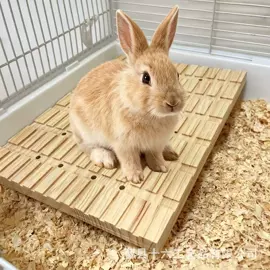 猫抓板;猫猫玩具;其他小宠用品