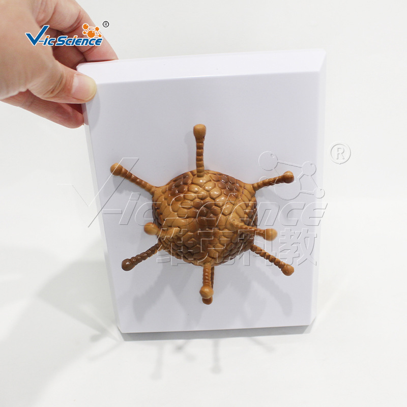 VIC0367腺病毒模型  教学模型