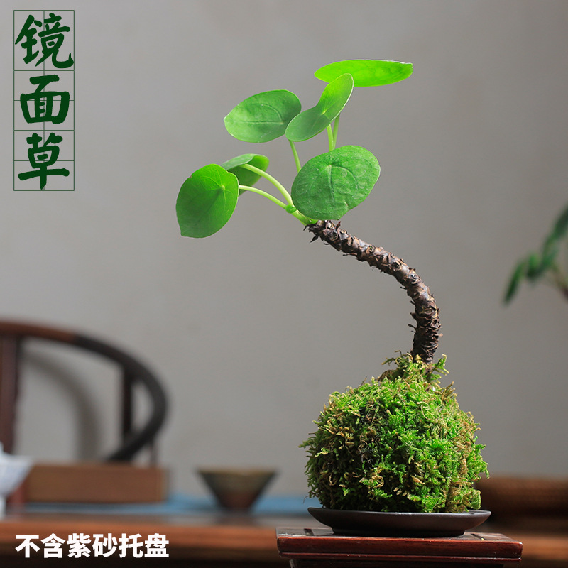 【大量供应】镜面草网红多肉植物吸毒草金线老桩铜钱草盆栽北欧风