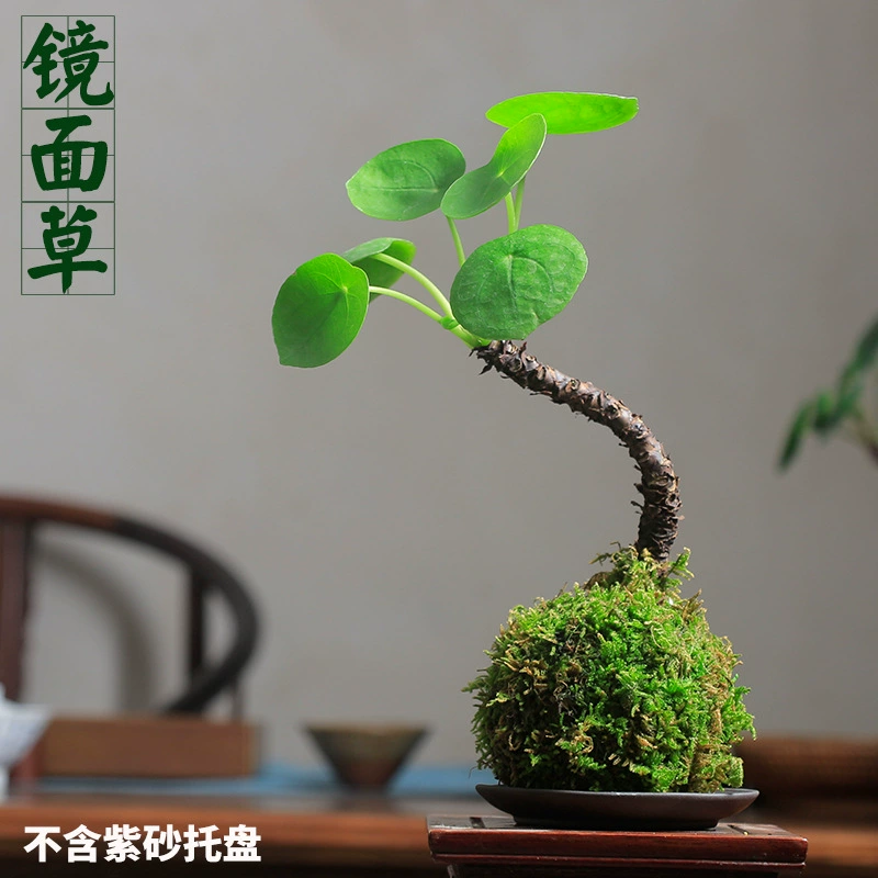 [Большой запас] Зеркальная трава Чистая красная сочная ядовитая трава Золотая линия старая куча медных денег трава в горшке скандинавский ветер