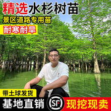 水杉苗水杉树苗云杉池杉小苗落羽杉中山杉树苗别墅庭院绿化景观树