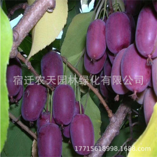 ��ɫ�ࠖ��ܛ���J���������������Ԯ���Y��������ϱ����Nֲ��