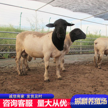 山东养羊场黑头杜泊绵羊母羊几个月产羊崽 杜寒杂交绵羊羊羔