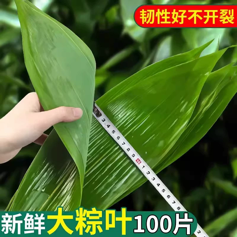 Коричневые листья листьев мушмулы свежие большие новые листья