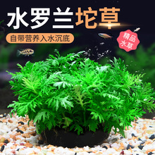 水罗兰坨草增氧懒人球形水草大坨水草鱼缸造景无需底砂淡水养水质