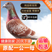 ���ӻ�һ���^�p������ِ������С�������������wԭ��N��Ѫ�y