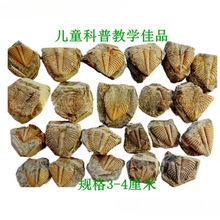 ��Ȼ��ʯ�^�pʯ�ջ�ʯ���~�xβ��覴ý̌W���Ճ�ͯ�dȤ��ʯ2665