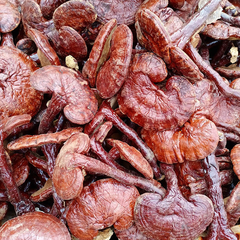 Anhui Dabie Mountain Jinzhai Origin Wholesale Shimeji Red Reishi Mushroom 500g with Stem and Leaf Ganoderma Lucidum