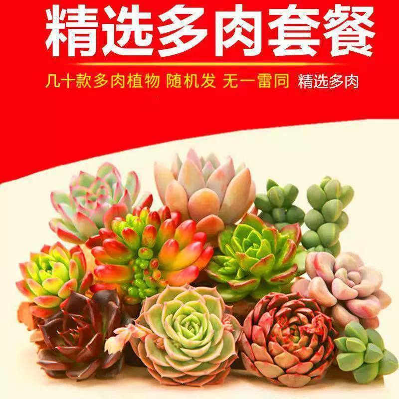 多肉植物室内野生特价耐温耐寒吉娃娃组合整箱批发仙人掌绿植清仓