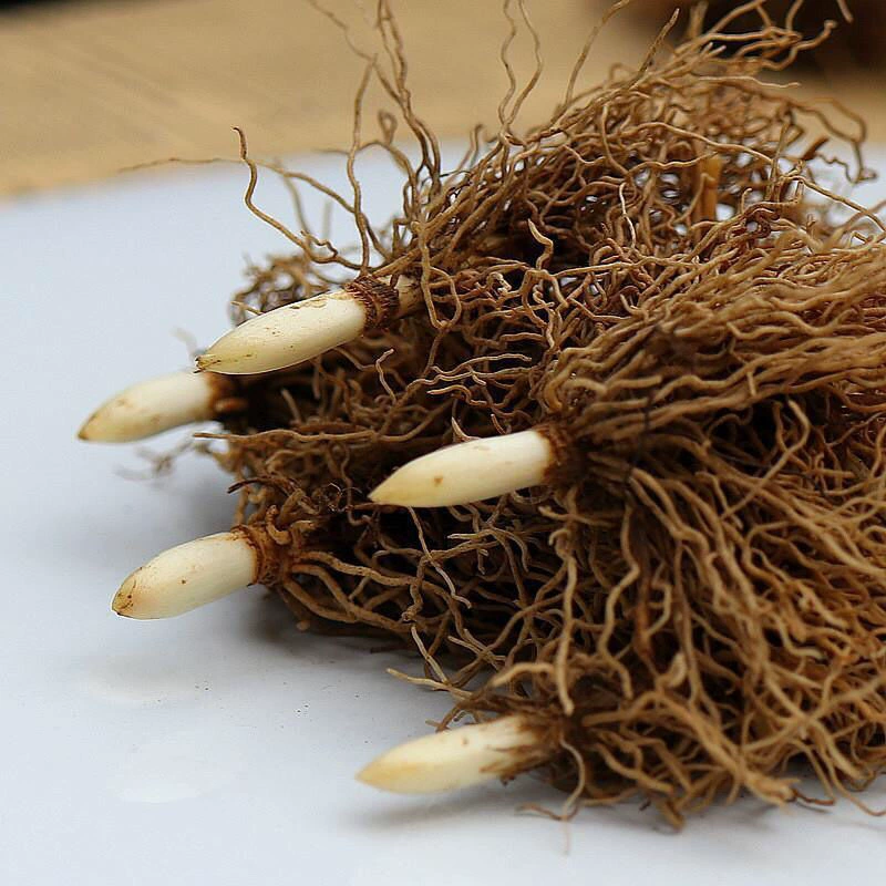 Шарик семян орхидеи с выпуклой комнатный горшечный цветок луковицы цветочное растение немецкая Орхидея с выпуклой цветет в текущем году