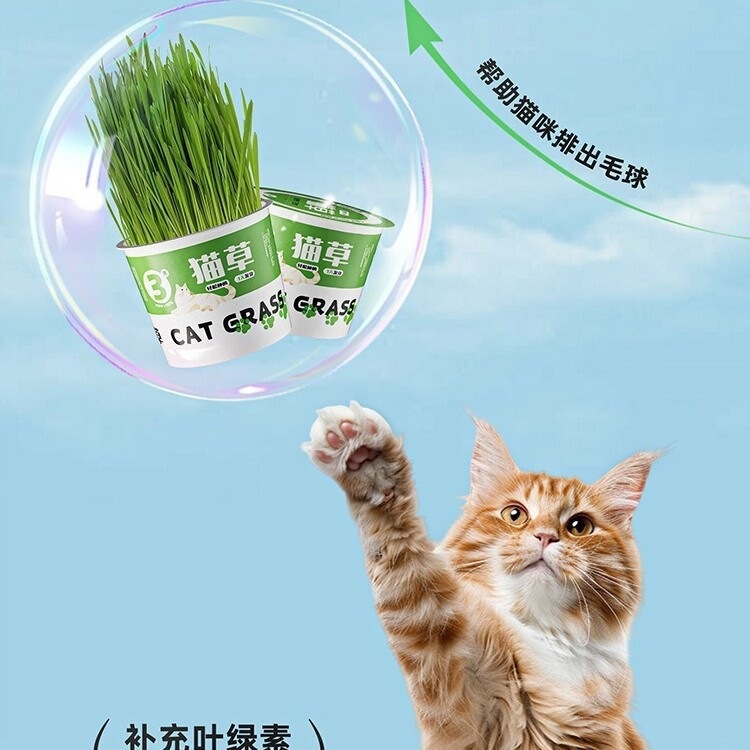 Lazy Cat Grass Canned Food, Hydroponic Soilless Anti-Hairball Digestive Snack, Instant Noodle Cat Grass Potted Plant, Kitten Cat Food