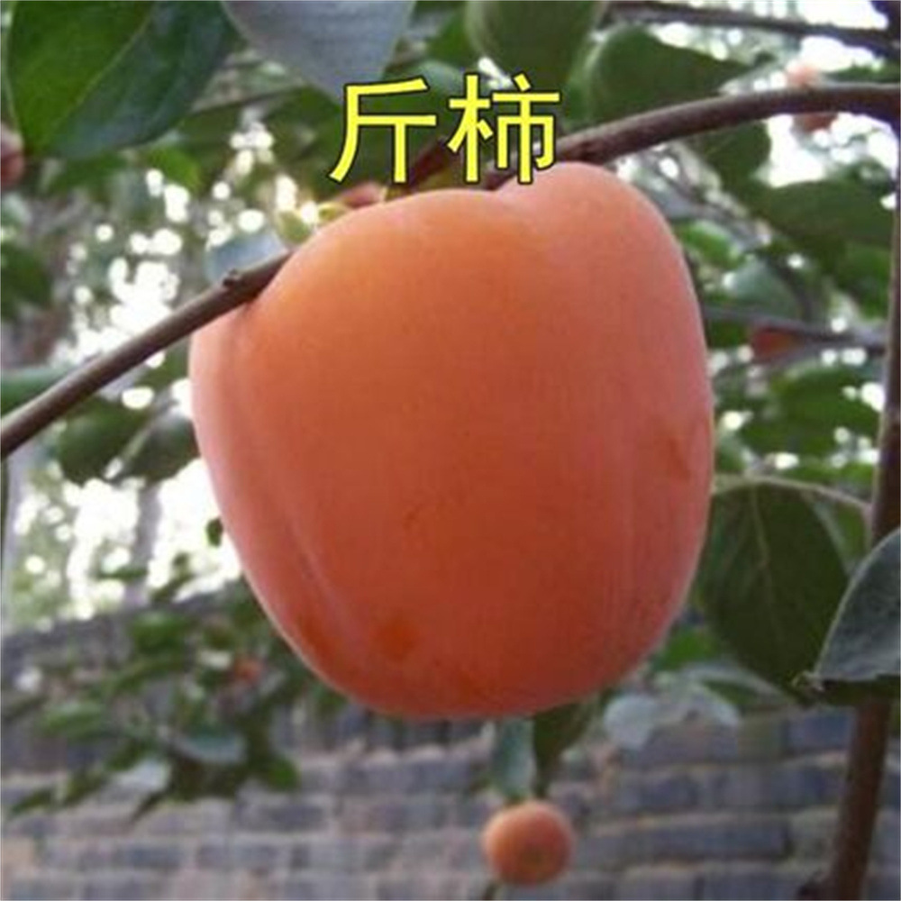 斤柿子树苗甜脆柿子苗嫁接无籽甜柿子苗摘下来直接吃的柿子果树苗