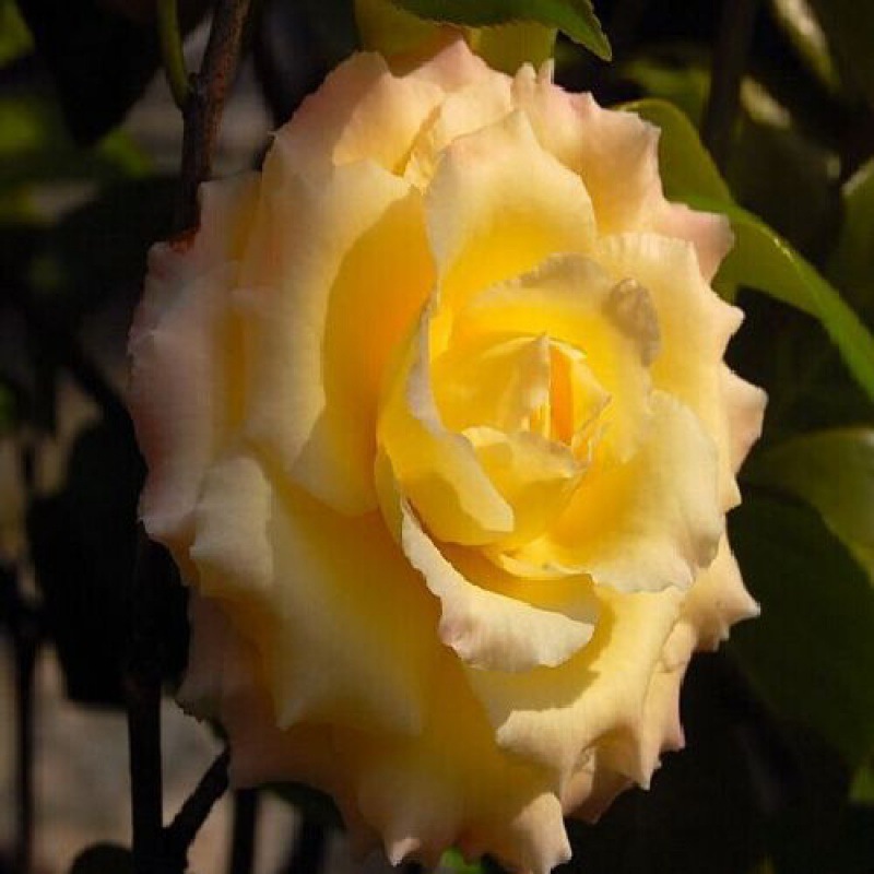 茶花珍贵品种,少见金黄色玫瑰花型的金玫瑰茶花新世纪茶花