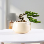 新品北欧简约创意多肉植物陶瓷圆球盆栽小花盆源头厂家现货批发