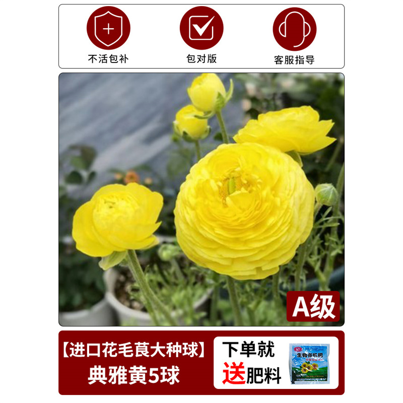 【anemone bulb】elegant yellow, single