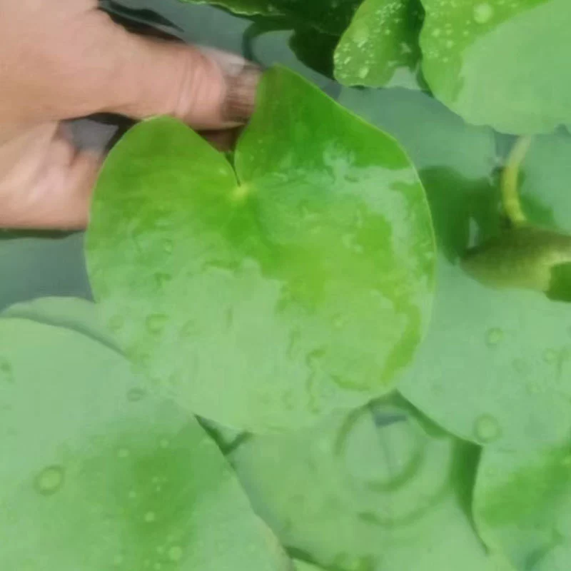 Однолистный Лотос Гибискус ряска аквариумный ландшафтный дизайн плавающие водные растения оптом декоративные водные растения плавающие растения