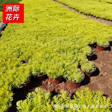 佛甲草杯苗  黄金条  金叶佛甲草穴盘苗  佛甲草方盘苗