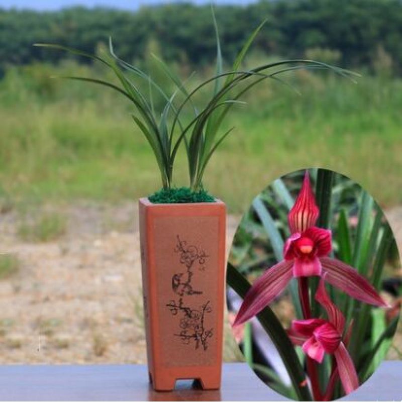 兰花苗客厅花卉阳台盆栽浓香老种兰花 春剑【都江红素】