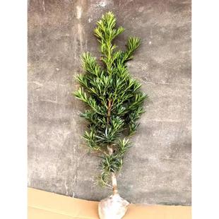 �_�h�ɘ����ձ�ȸ���_�h��ͥԺ�̨�҃Ȼ������ԾGֲ�����辰�䘶