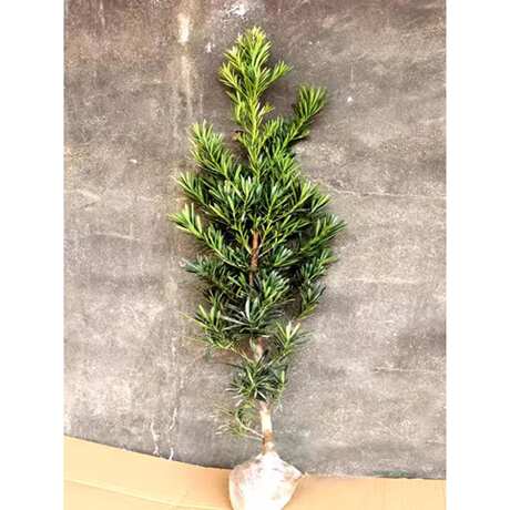 罗汉松树苗日 本雀舌罗汉松庭院阳台室内花卉盆栽绿植可做盆景树桩