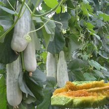 �������ϷN�Ӹ߮a�ش�������������ϷN����ǹ��ļ�ˮ���N��