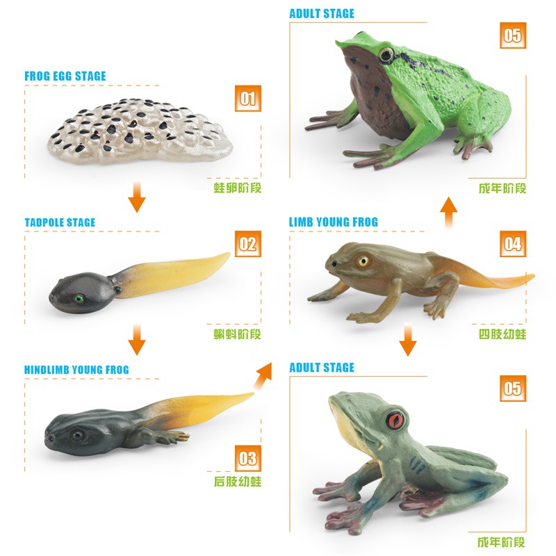 Modelo de ciclo de crecimiento de rana de simulación de exportación transfronteriza cognición Darwin Rana árbol proceso de crecimiento adornos estáticos