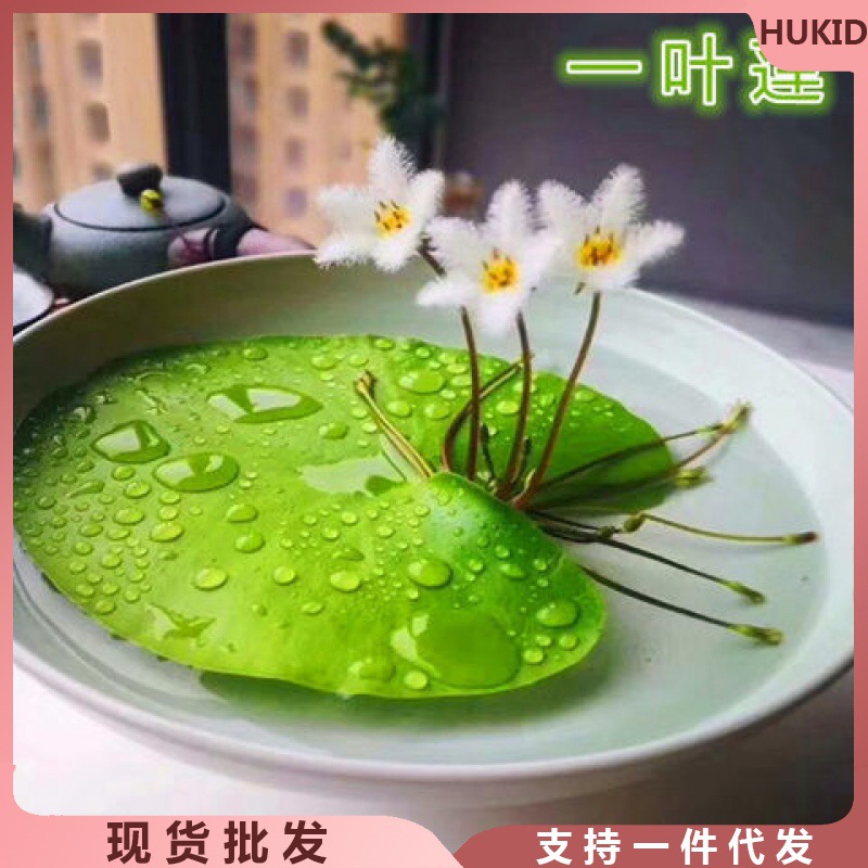 一叶莲碗莲水生花卉水培植物室内阳台四季开花盆栽鱼缸浮生莲花