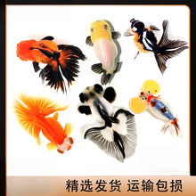 包活金鱼活鱼观赏鱼小型淡水好养冷水鱼鱼苗新手小金鱼兰寿锦跃宠