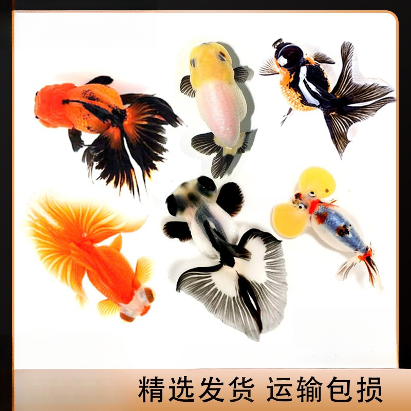 包活金鱼活鱼观赏鱼小型淡水好养冷水鱼鱼苗新手小金鱼兰寿锦跃宠