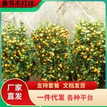 һ�����l��ۘ��玧����ʳ�҃��̨ͥԺС�������ļ����Gֲ������