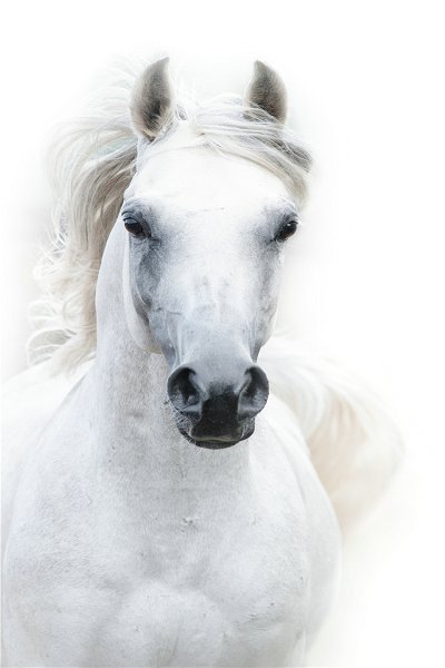 50322 Caballo de lujo ligero 04