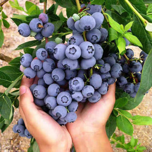Blueberry Seedlings Potted Plants Suitable for All Seasons in Both Southern and Northern Regions, Balcony Fruit Trees for Planting in the Garden, Fruit Trees and Seedlings That Bear Fruit, Suitable for Both North and South