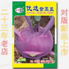 优选紫苤蓝种子 红大头菜种籽 球茎甘蓝苤兰丕蓝丕兰芥兰头菜擘蓝