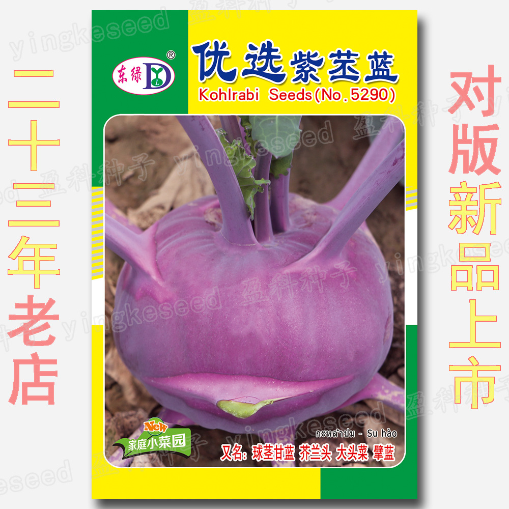 优选紫苤蓝种子 红大头菜种籽 球茎甘蓝苤兰丕蓝丕兰芥兰头菜擘蓝