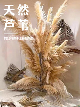 �JȔ�ɻ��W�t��ɫ����Ȕ������͈��������Ĕz�����������JȔ