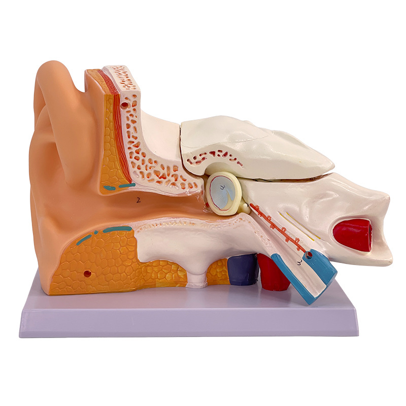 ��ѧ�����������Ŵ�ģ�Ͷ����������ڶ�������ϵͳ���乹��ҽѧ