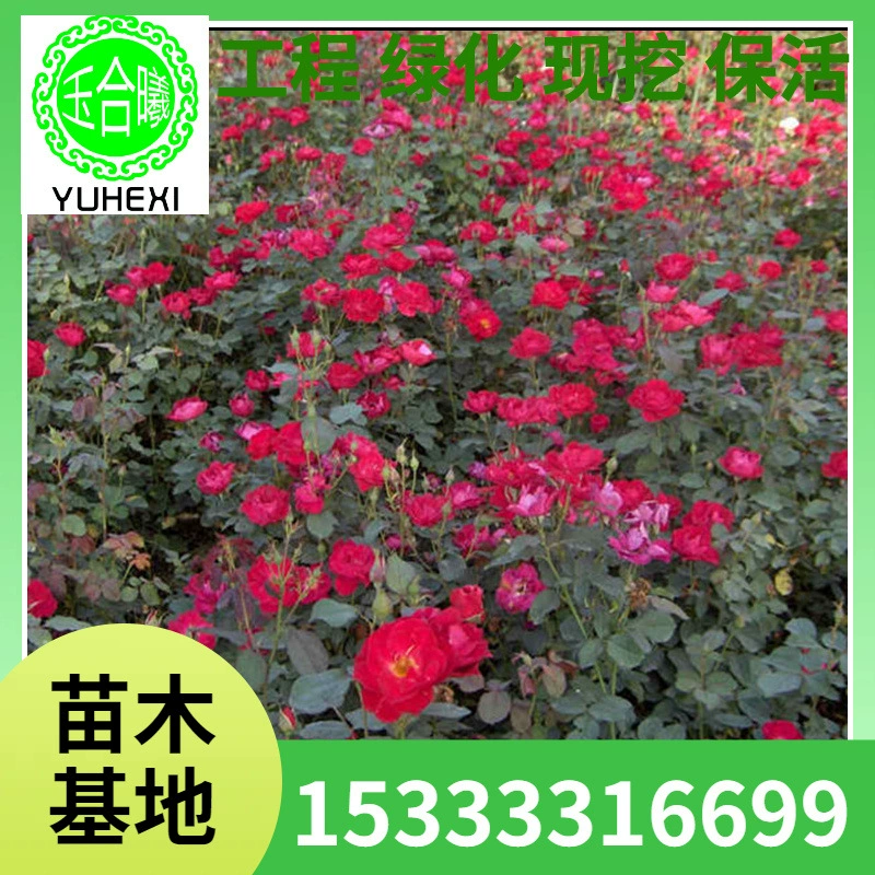 Оптовая продажа розовых рассады с красными шапками, цветущих в том же году, для земляного покрытия, саженцы роз для озеленения дворов и парков.