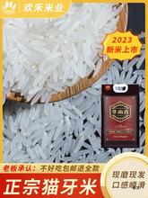 猫牙米长粒香大米10斤佼稻香华南香丝籼米丝苗香米2023年早稻新米