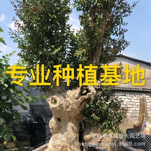 Crape Myrtle Pile Price Crape Myrtle Pile Head Quotation Crape Myrtle Pile Scene Wholesale Crape Myrtle Tree Stump Crape Myrtle Old Pile Base