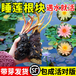 ˯ɏˮ��ֲ�ﻨ���ļ�ˮ�B�ɻ�ɏ������ͥԺ������˯ɏ���K������