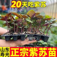 �������K�����pɫ���K��ʳ���K�ӷN���׷N�����������̨�������l