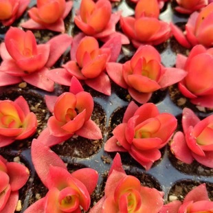 Fire Festival 3-6cm Plug Seedlings, Shipped with the Best Succulents, Real Photos, Torches