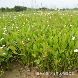 Alisma Aquatic or Marshy Herbaceous Ruyi Flower Water Body Wetland Greening Project Plants