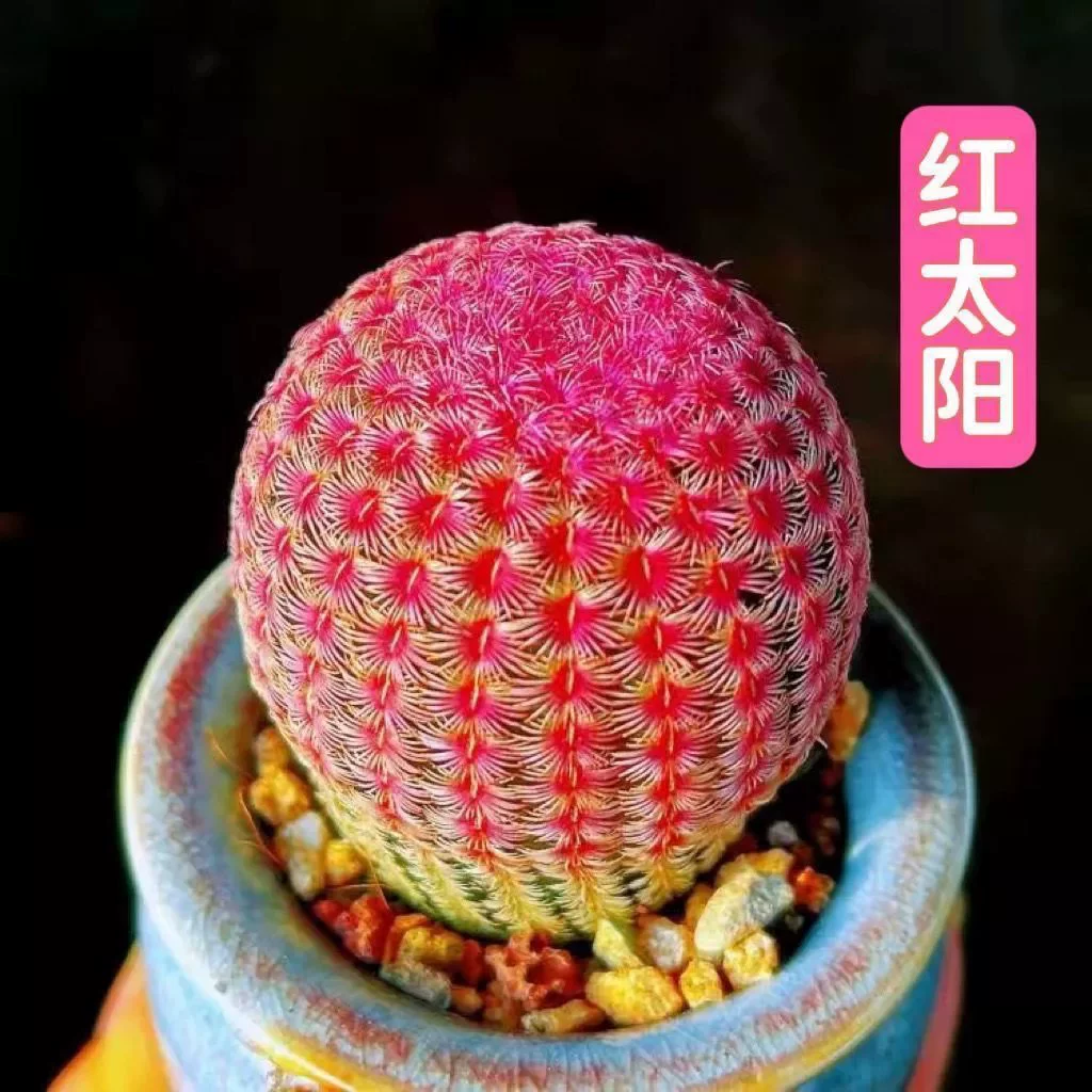 Суккуленты, цветущие кактусы круглый год, настоящие рассада, фиолетовое солнце, комнатный балкон, рабочий стол, горшок, красное солнце, прямые волосы