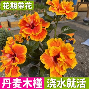 ����ľ�Ȼ����Է�ɣ�������ذ�����̨ͥԺ�_�����ֲ�����Ȼ���