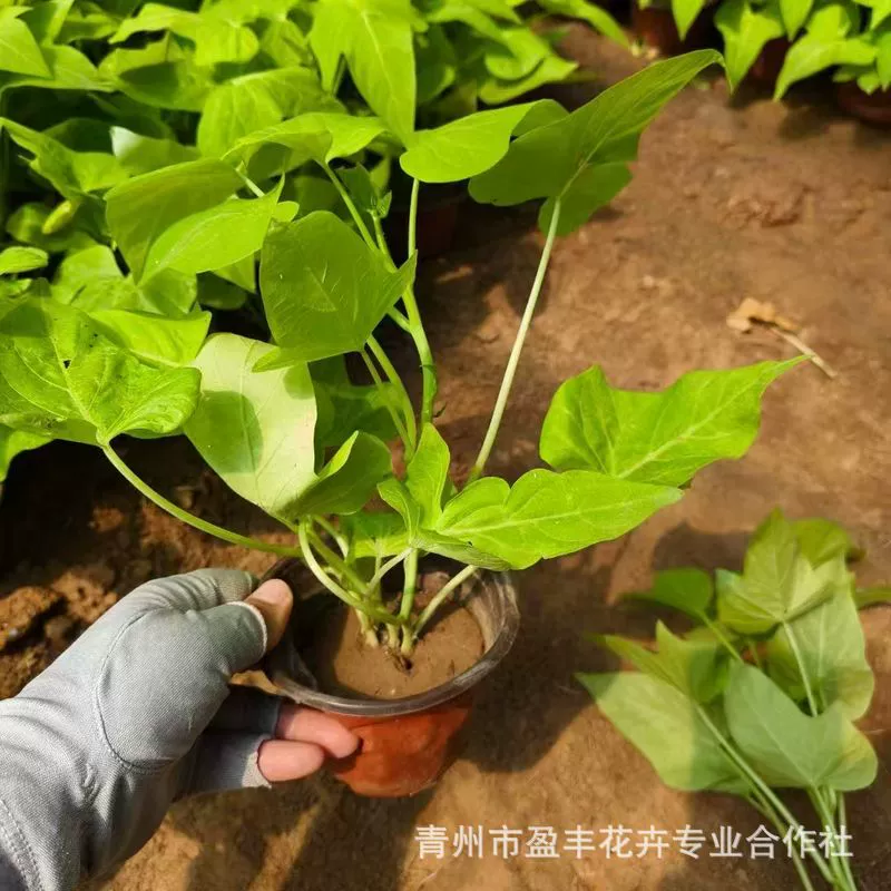 Оптовая продажа травяных и цветочных растений, Цинчжоуские цветы, оптовая продажа горшечных цветов на базе Хуанцзиншу Цинчжоу