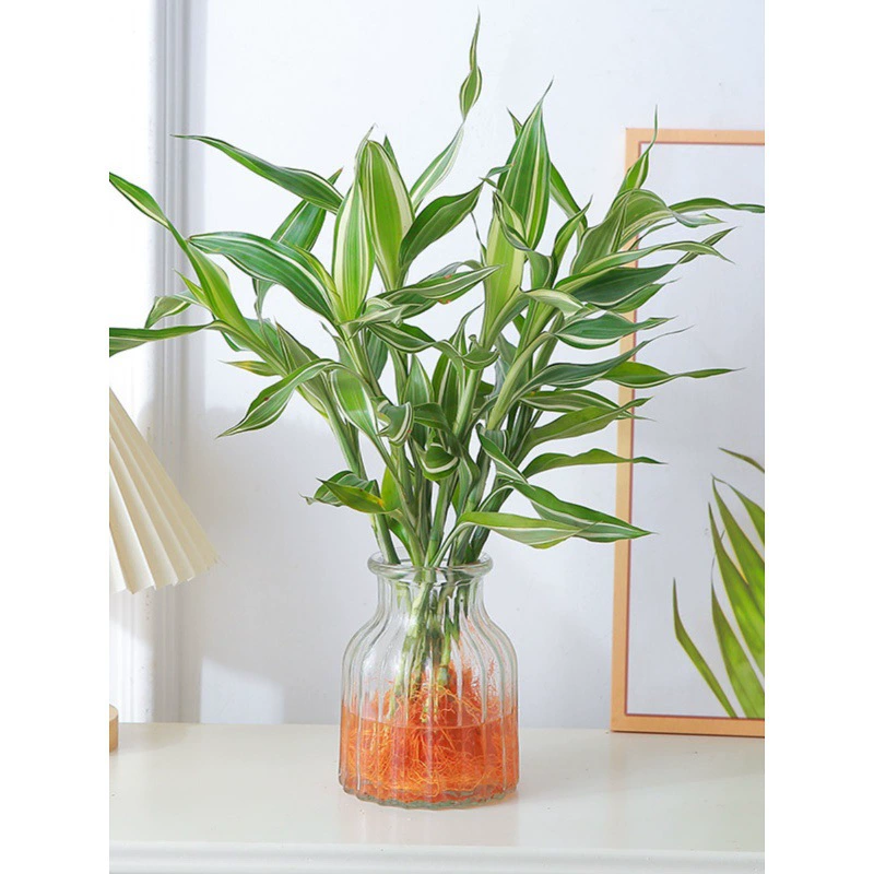 Гидропонное растение с золотистым краем, лилия, бамбук, горшок для дома, легко выращивать, теневыносливое, офисное, зеленое растение в водной культуре, цветок королевы, бамбук