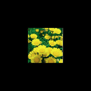Seeds, Florals, Yellow Crystal Chrysanthemum Seeds, Potted Florals, Seeds, Easy to Sow in All Seasons, Easy to Grow in the Courtyard and Balcony